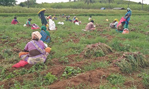 வடமதுரை அருகே வெங்காய சாகுபடியில் தொழிலாளர்கள் தீவிரம்