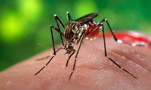 உடுமலையில் தேங்கி கிடக்கும் மழைநீரால் கொசுக்கள் உற்பத்தி