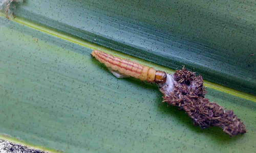 தென்னையில் கருந்தலைப்புழு தாக்குதலை கட்டுப்படுத்தும் முறைகள் - வேளாண் அதிகாரிகள் விளக்கம்