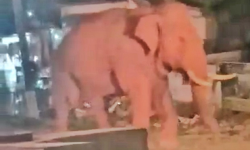 மேட்டுப்பாளையம் அருகே நடுரோட்டில் ஒய்யார நடைபோட்ட பாகுபலி யானை- வாகன ஓட்டிகள் அச்சம்