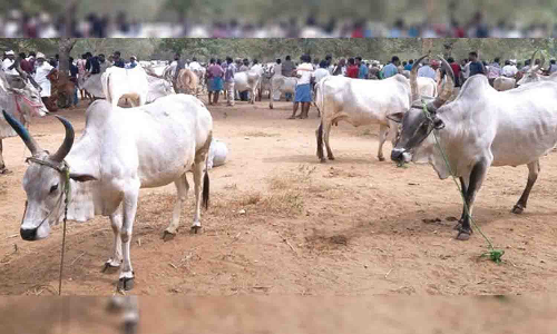 சூடு பிடிக்கும் நாட்டு மாடுகள் விற்பனை - பழையக்கோட்டை சந்தையில் அலைமோதும் வியாபாரிகள்
