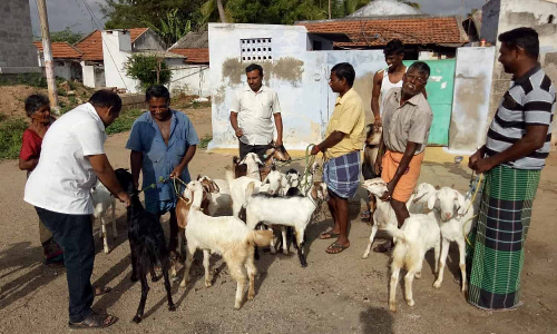 வெள்ளாடு, செம்மறி ஆடுகளுக்கு நோய் தடுப்பூசி முகாம்
