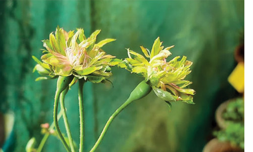 குன்னூர்   சிம்ஸ் பூங்காவில் மலர்ந்த பச்சை ரோஜா