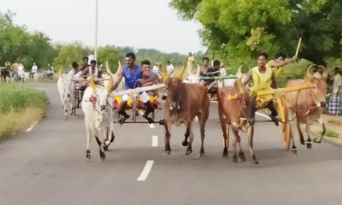 மாட்டுவண்டி பந்தயம்