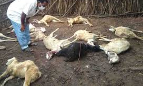 வெறிநாய்களை கட்டுப்படுத்த பொதுமக்கள் கோரிக்கை