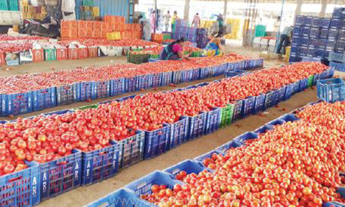 ராயக்கோட்டை மார்க்கெட்டில்   தக்காளி விலை சரிவால் விவசாயிகள் கவலை