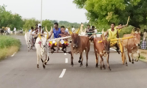 மாட்டுவண்டி பந்தயம்