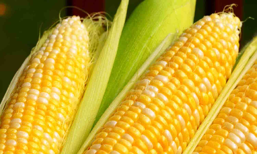 விவசாயிகளுக்கு மக்காச்சோள விதை-இடுபொருட்கள்