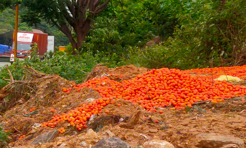 தக்காளி விலை கடும் வீழ்ச்சி