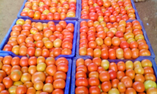 செங்கோட்டை பகுதியில் விலை இல்லாததால் செடியிலேயே அழுகும் தக்காளிகள்-  ஜூஸ் தயாரிக்கும் தொழிற்சாலை அமைக்க கோரிக்கை