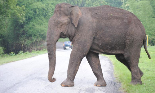 லாரியை வழிமறித்து கரும்பை ருசித்த ஒற்றை யானை