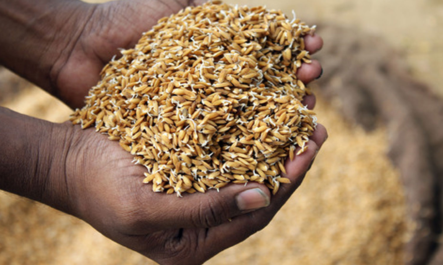 விதை விற்பனை நிறுவனங்களின் உரிமம் ரத்து செய்யப்படும் விதை விற்பனை நிறுவனங்களின் உரிமம் ரத்து செய்யப்படும்