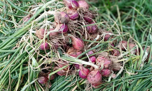 சின்னவெங்காயத்தில் பூஞ்சை தாக்குதலை கட்டுப்படுத்தும் வழிமுறைகள் - வேளாண் துறையினர் விளக்கம்