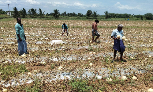 முலாம்பழங்களை இலவசமாக பறித்து செல்லும் மக்கள்