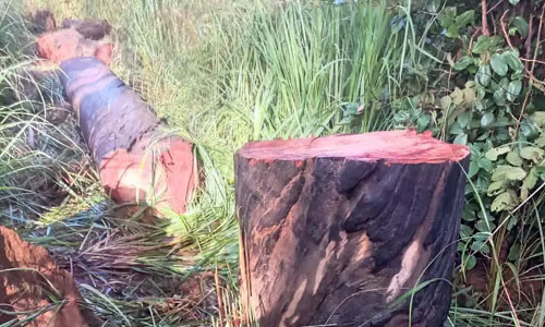 சேரம்பாடி அருகே  ராட்சத மரங்களை வெட்டிய மர்மநபர்கள்