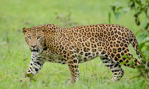 குன்னூர் அருகே சுவரை தாண்டி வீட்டிற்குள் குதித்த சிறுத்தை