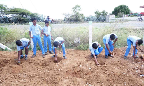 பல்லடத்தில் 7500 பனை விதைகள் நடும் விழா