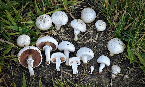 விவசாயிகளுக்கு காளான் வளர்ப்பு பயிற்சி