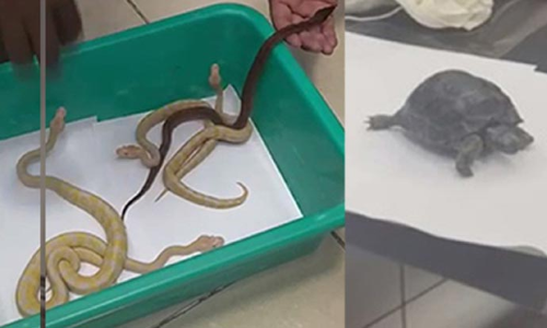 சென்னை வந்த விமானத்தில் 20 பாம்புகள்-ஆமைகள்: பயணிகள் அதிர்ச்சி