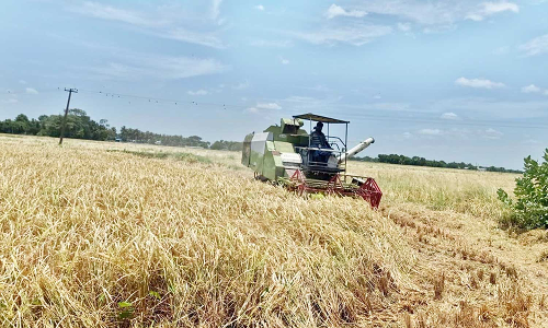 முன்பட்ட குறுவை அறுவடை பணிகளில் விவசாயிகள் மும்முரம்