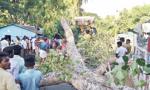மரக்கிளை முறிந்து விழுந்ததில் தம்பதியினர் காயம்
