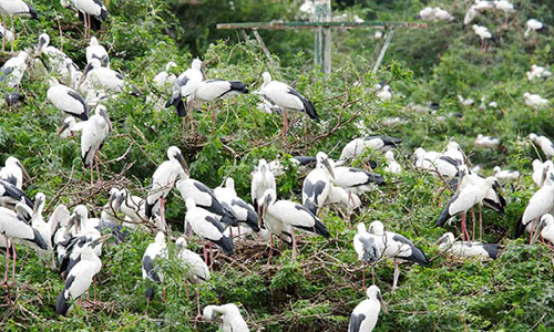 தமிழகத்தில் மேலும் நான்கு சதுப்பு நில பகுதிகளுக்கு சர்வதேச அங்கீகாரம்- மத்திய அரசு தகவல்