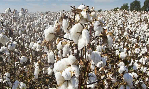 நல்ல விலை கிடைப்பதால் பருத்தி சாகுபடி பரப்பை அதிகரிக்கும் விவசாயிகள்