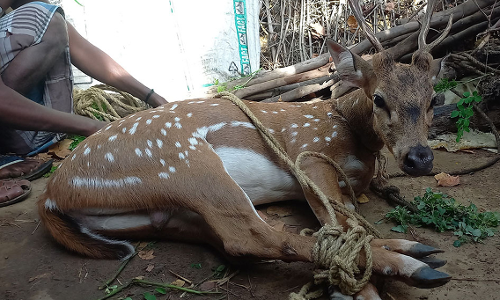 காட்டுமன்னார்கோவிலில்  50 கிலோ எடை கொண்ட புள்ளிமான் பிடிபட்டது