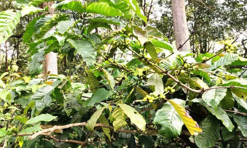 கோத்தகிரியில் காபி விளைச்சல் அதிகரிப்பு