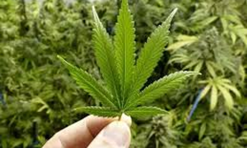 கஞ்சா விற்ற சிறுவன் கைது