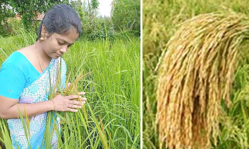 1250 பாரம்பரிய நெல் விதைகளை ஆவணப்படுத்திய   பெண்ணுக்கு விருது 1 லட்சம் ரொக்கப்பரிசு