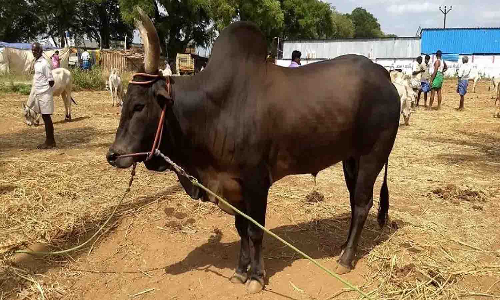 பழையகோட்டையில் காங்கேயம் இன மாடுகள் ரூ.18 லட்சத்துக்கு விற்பனை