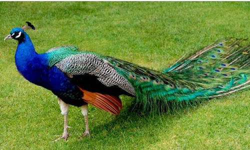 பெரம்பலூரில் மர்மமான முறையில்  இறந்து கிடந்த மயில்கள்