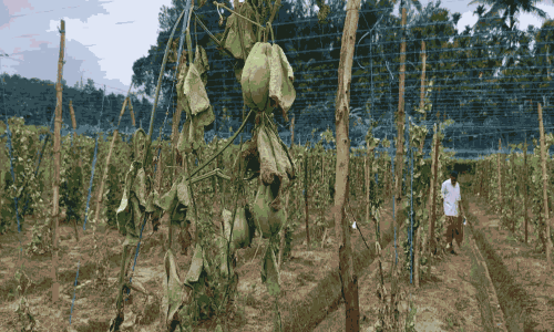 மேரக்காய் கொடிகள் அழுகின; விவசாயிகள் கவலை
