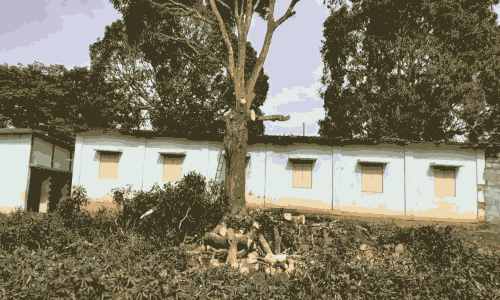 அந்நிய நாட்டு மரங்களை முழுமையாக அகற்ற வேண்டும்