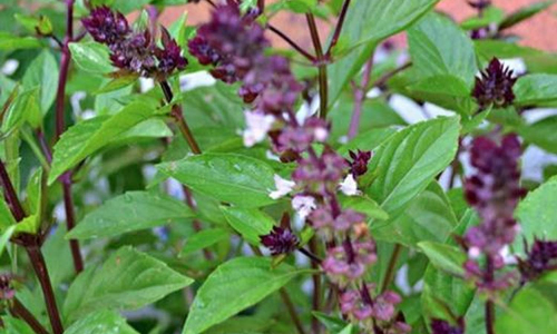 அரசு பள்ளியில் மூலிகை தோட்டம்