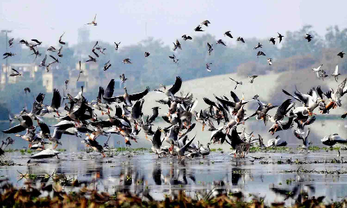 நஞ்சராயன் குளத்தை  பாதுகாக்க கோரி மனித சங்கிலி போராட்டம்