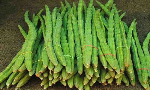 வெள்ளகோவில் வாரச்சந்தையில் 20 டன் முருங்கைக்காய் கொள்முதல்