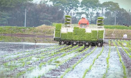 கூலி ஆட்கள் பற்றாக்குறையால் விவசாயிகள் அவதி