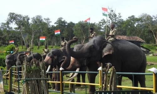 வளர்ப்பு யானைகள் தேசியக்கொடிக்கு மரியாதை
