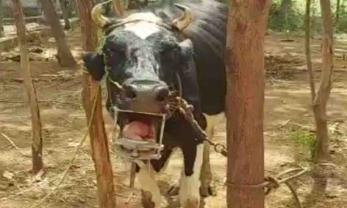 மாட்டின் உணவுக்குழாயில் சிக்கிய பீட்ரூட்