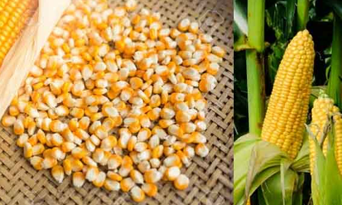 திருவேங்கடம் பகுதியில் விதை விற்பனை நிலையங்களில் விதை ஆய்வாளர்கள் திடீர் ஆய்வு