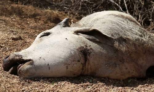 சிங்காரபேட்டை அருகே  விஷம் வைத்து 2 மாடுகள் பலி