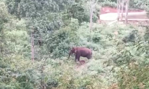 கோத்தகிரி அருகே  மினிலாரியை அடித்து நொறுக்கிய காட்டு யானைகள் கூட்டம்