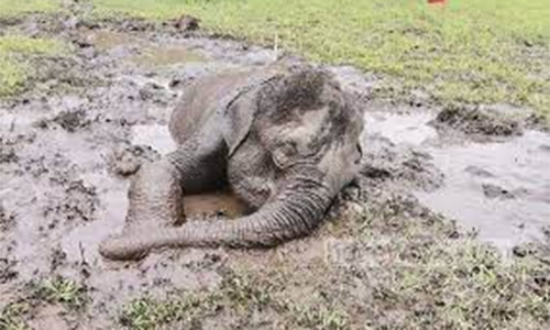 குட்டையில் விளையாடிய யானை சேற்றில் சிக்கி பலி