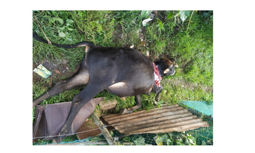 கோத்தகிரி அருகே   பசுமாட்டை அடித்துக் கொன்ற சிறுத்தை