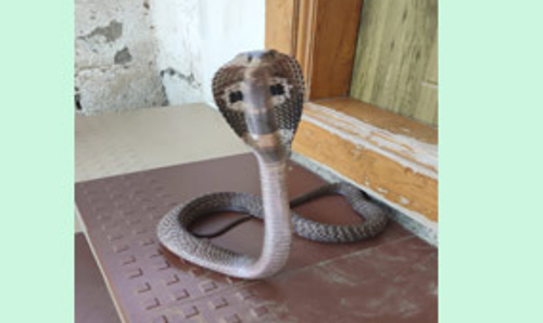 பாம்பு கடித்து இளம்பெண் சாவு