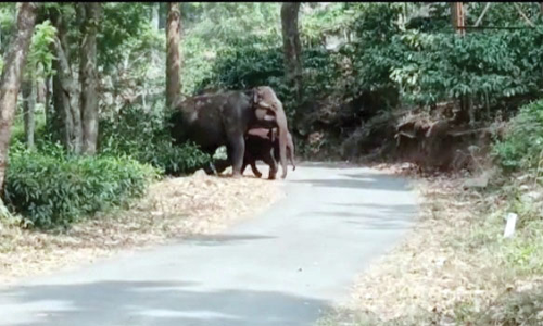 தேயிலை தோட்டங்களில் குட்டியுடன் முகாமிட்டுள்ள காட்டு யானைகள்