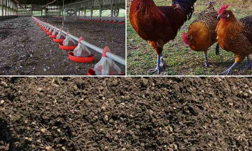 கோழி கழிவுகளை உரமாக தயாரிக்க நடவடிக்கை