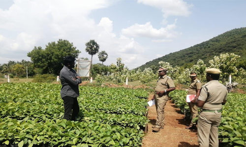 தேக்கு நாற்றங்காலில் மாவட்ட வன அலுவலர் ஆய்வு